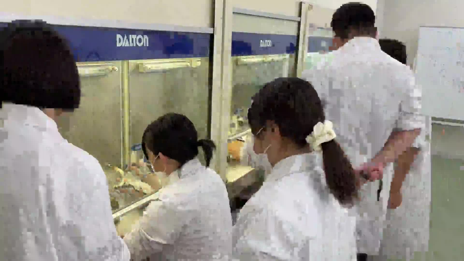 【農業・園芸科】顕微鏡下で挑む0.5mmの世界 サツマイモの茎頂培養（タイムラプス）【植物バイオ部門】